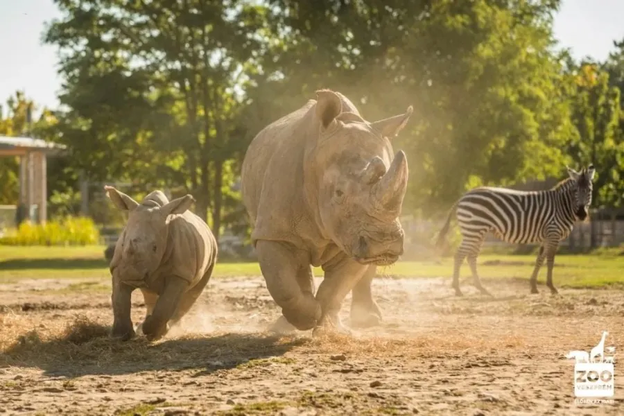 Zoo Veszprém (Park Przyrodniczy Kittenberger Kálmán)